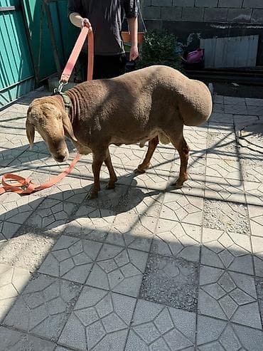 шерсть жун: Продаю | Баран (самец) | Арашан | Для разведения — 1