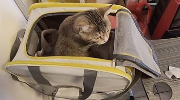 Золотые украшения: Переноска-сумка для кошек и мелких собак Длина 44см Ширина 28см — 2