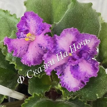 товары новогодние: Фиалки! фиалки! фиалки! Продажа фиалочек! Все фиалочки только — 9