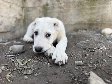 алабай мальчик: Алабай, 3 месяца, Самка, С прививкой — 2