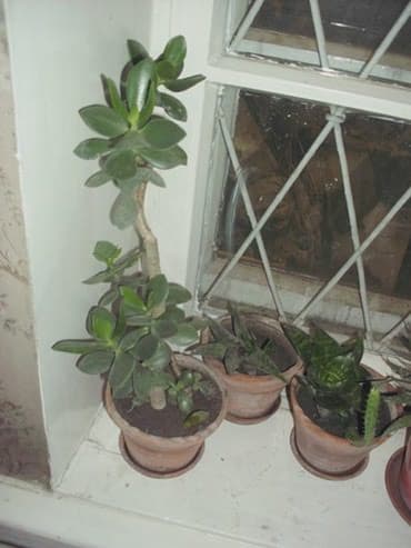 растения для аквариума: Продаю комнатные расстения,кактусы.фикус.денежное дерево,королевская — 2