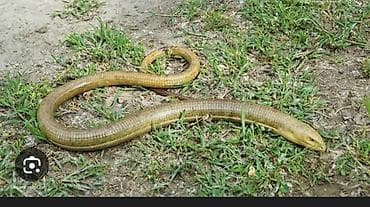 Животное: ящерица безногая (веретеница обыкновенная, Anguis fragilis)