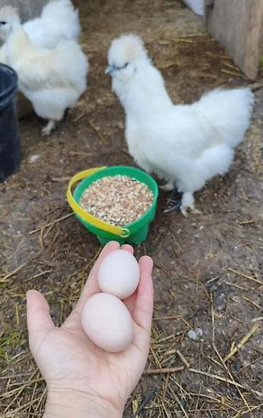 куры с цыплятами: Продаю | Куры, Петух — 5