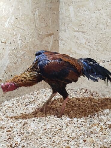 витамины для животных: Дакан короздор сатылат алмашу жолдору бар адрес Заря Тынчтык конушу — 9