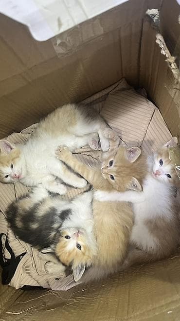 Продажа кошек: Котята, помёт из 4 малышей. Описание: - Окрас: кремово-белые (2 — 2