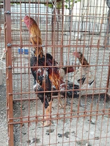 срочна алмашам: Продаю | Куры — 3