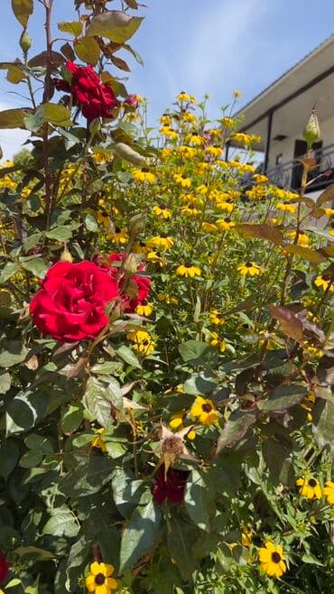 дом вагончик: Сдаются уютные номера-студии с собственным санузлом. Описание: - — 5