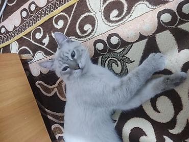 Котёнок с редким окрасом сил-пойнт (серебристо-белое тело, серые