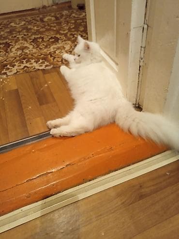 бекер мышык: Ангор, 1 жаш, Эркек, Ак, Лотокко барууга үйрөтүлгөн, Курттардан тазаланган — 1