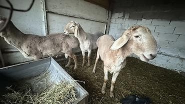 Ветеринар кызматы: Сатам | Ургаачы кой (ургаачы) | Аргын | Көбөйтүү үчүн | Ургаачы — 1