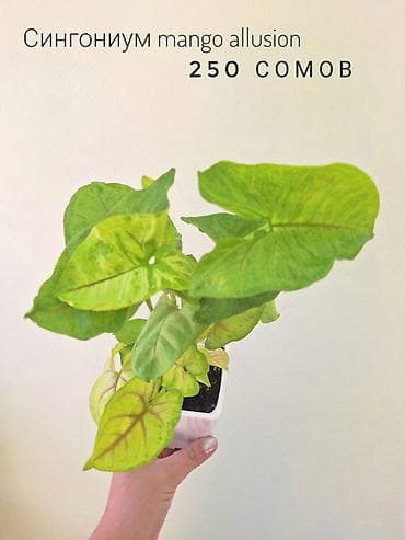 осень весна: 🌿 Комнатные цветы (укоренённые черенки/молодые растения). 🌸 Названия — 4