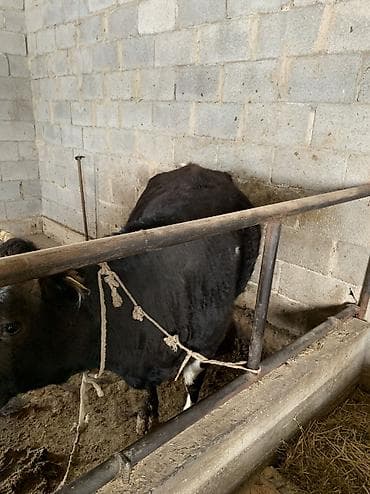дойный корова: Продаю | Корова (самка) | Для молока | Привязанные — 4