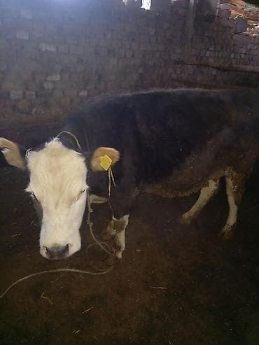 Аквариумдар: Сатам | Уй (ургаачы), Кунаажын | Сүт алуу үчүн — 2