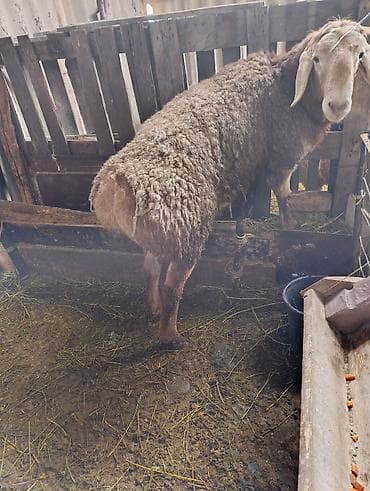 ош ишкаван: Сатам | Кочкор (эркек) | Арашан | Көбөйтүү үчүн | Бооз — 5