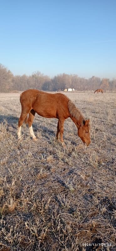 гидропонный зеленый корм цена: Продаю | Кобыла (самка) | Дончак | Для разведения — 7