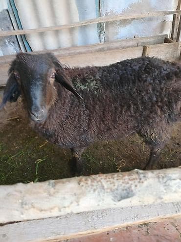 гуси линда: Продаю | Овца (самка) | Для разведения | Матка — 1