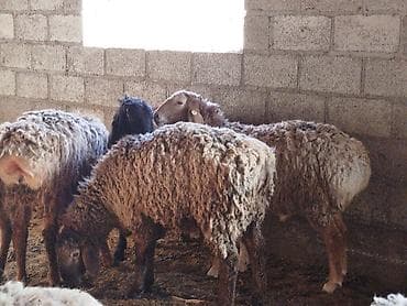 продаю овца: Продаю | Овца (самка) | Для разведения | Матка — 2