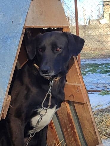 помои для собак: Молодой пёс в поиске семьи. Привезём сами — 5