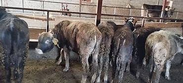 голштин музо: Продаю | Бык (самец) | Полукровка | На откорм | Привязанные — 4