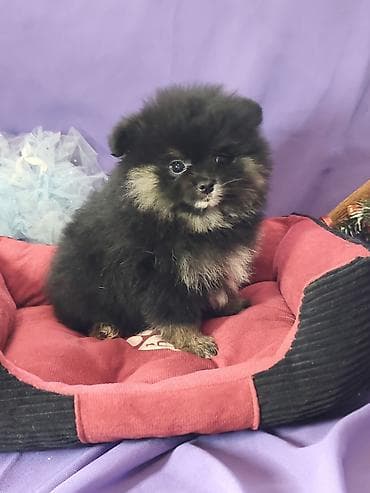 собаки щпиц: Шпиц, 2 месяца, Самка, С родословной — 2