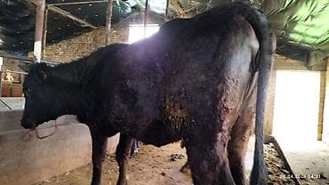 кулак тай: Продаю | Бык (самец) | На откорм — 9