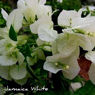 бугенвиля: Продаю детки (укорененные черенки) Бугенвиллии.Цена 200-300с за штуку — 3