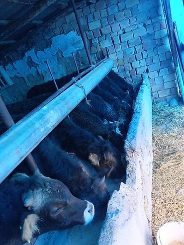 аксессуары для животных: Продаю | Бык (самец) — 1