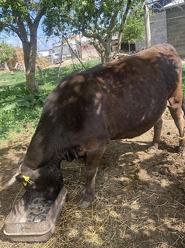 баран живой: Продаю | Корова (самка) — 3