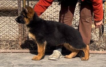 купить йоркширского терьера: Питомник «Темир Хаус» — щенки немецкой овчарки от импортных — 3