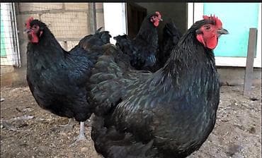 Другие животные: Продаю кур идеально подходят что бы держать и разводит так же для — 2