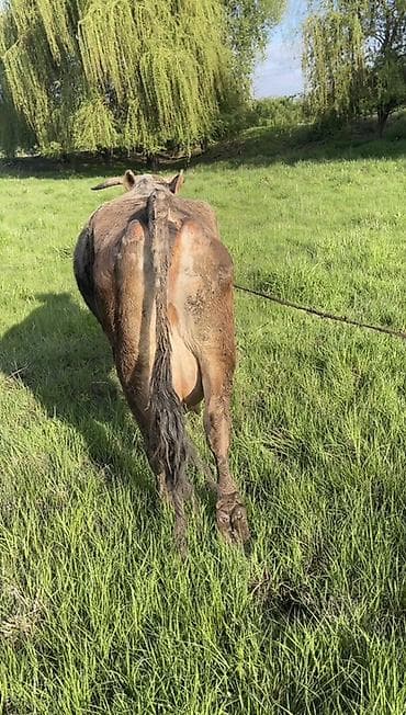 молочная карова: Продаю | Корова (самка) | Алатауская | Для молока | Привязанные — 3