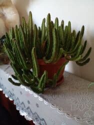 аихризон купить: Суккулент в горшке — кустовой кактус с ребристыми мясистыми побегами — 2