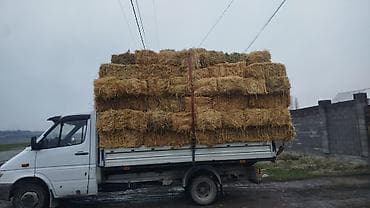 теке битал: Арпа саман 150 штук сатылат — 2