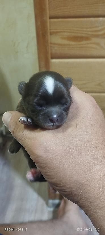 чихуахуа щенки: Продаётся щенок порода чихуахуа. Родители с родословной — 2