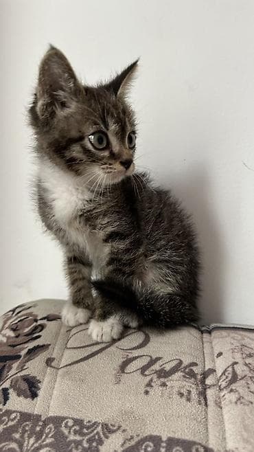 scottish fold: Кошка даром: Беспородная, Мальчик, Приучена к лотку — 2