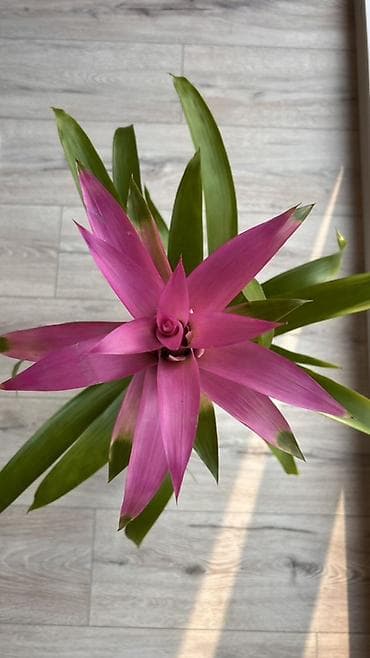 свет лента: Гузмания (Guzmania) Голландия— комнатные бромелии с яркими — 4