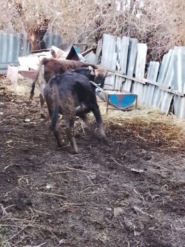 продаю в связи с переездом: Сатам | Уй (ургаачы) | Бордоп семиртүү үчүн | Байланган — 5