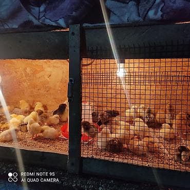 коты каракол: Сатам | Балапандар | Көбөйтүү үчүн — 5