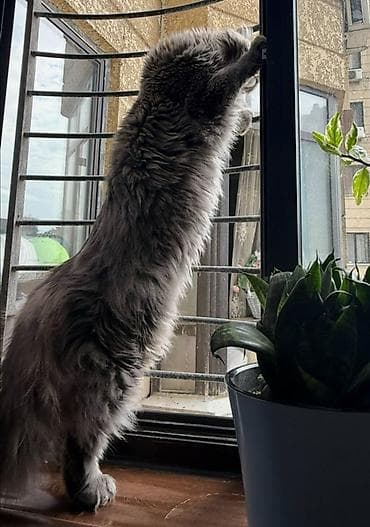 кошка шотланская: Мейн-кун, 2 года, Мальчик, Серый, Приучена к лотку — 9