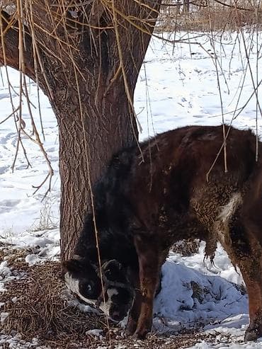 кролик гигант: Продаю | Бык (самец) | На откорм | Привязанные — 2