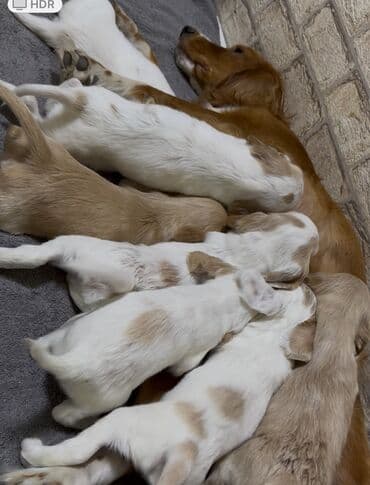 вязка алабай: Кокер-спаниель, 1 месяц, Самец — 4