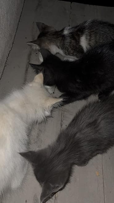 «Котята ищут дом. Забирайте в добрые и заботливые руки 🏠 - — 1