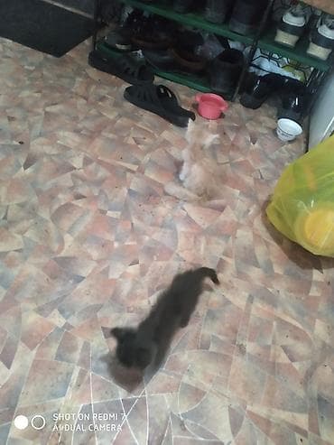 кошка серый: Кошка даром: Курильский бобтейл, 3 месяца, Мальчик, Приучена к лотку — 2