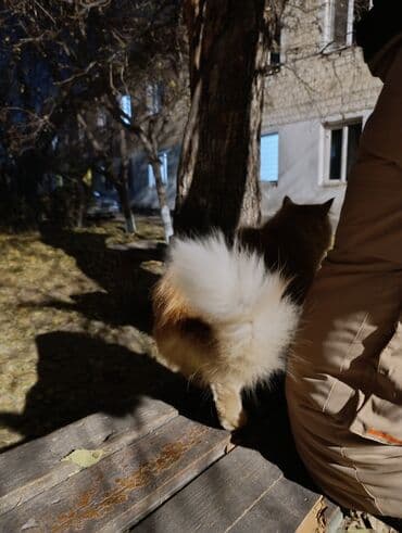 Иттер: Пушистая рыжая кошка, очень крупная, ласковая!!! Прибилась ко двору — 6