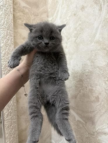 Животные: Шотландцы,окрас голубой (серый). - Плюшевые малыши с крупной круглой — 5