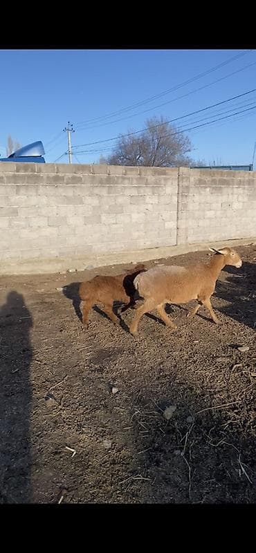 бишкек собака: Сатам | Ургаачы кой (ургаачы), Козу | Көбөйтүү үчүн | Ургаачы — 1