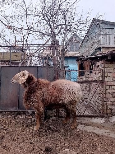 А/ч жаныбарларын сатам: Сатам | Кочкор (эркек) | Көбөйтүү үчүн — 2