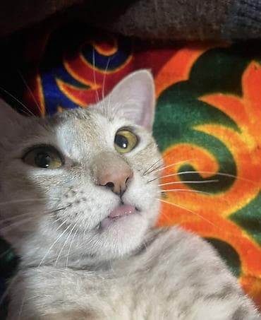 Продажа кошек: Пропала : Беспородная, Девочка — 5