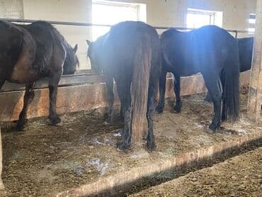 коня: Продаю | Кобыла (самка) — 10