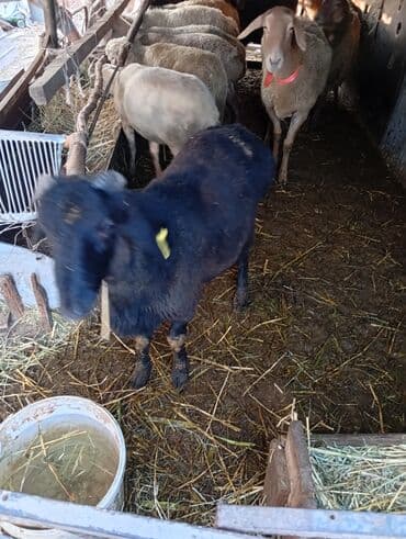 сколько стоит порода собаки доберман: Продаю | Овца (самка), Баран (самец) | Полукровка, Эдильбаевская | На забой | Осеменитель, Матка — 10